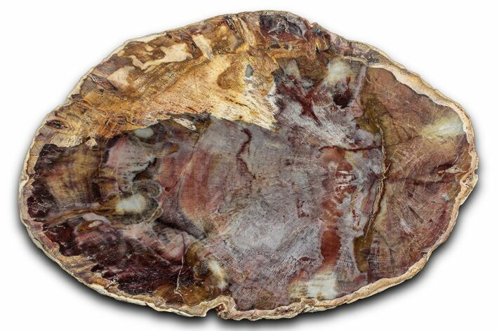 Beautiful Petrified Wood (Araucaria) Slab - Madagascar #344693